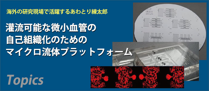 灌流可能な微小血管の自己組織化のためのマイクロ流体プラットフォーム